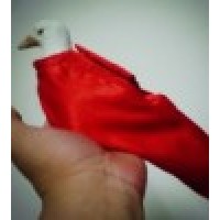 单手出鸽袋(红色纽扣式) One hand Dove Bag ( Red )