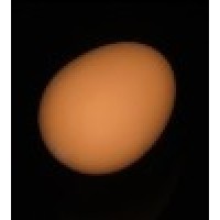 橡胶仿真鸡蛋(红色与白色可选) 高仿真弹力鸡蛋 Super Rubber Egg (Brown)