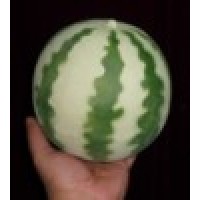 橡胶仿真西瓜(消失出现的西瓜) Latex Watermelon