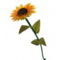 有生命的向日葵 搞笑向日葵 Living Sunflower by SYOUMA