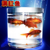 新型空缸出鱼 Fishtastic