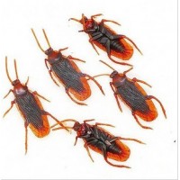 仿真蟑螂 小强 Cockroach